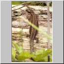 Zootoca vivipara - Waldeidechse 01.jpg